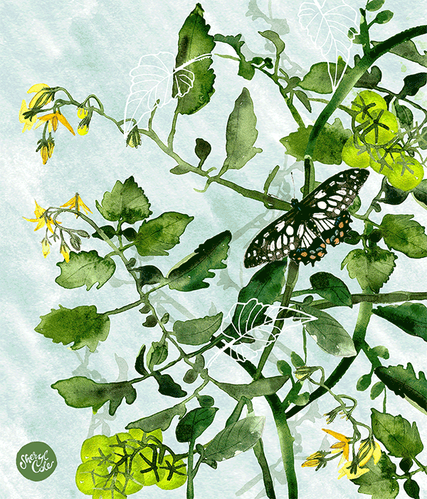 Watercolor illustration of green tomato plants with yellow flowers and a black-and-white butterfly resting on a leaf, set against a soft, light blue background.
