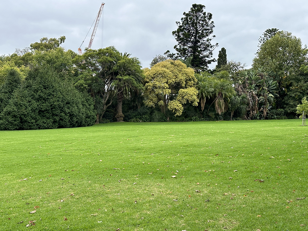A wide grassy field with scattered fallen leaves, bordered by dense trees and greenery. A construction crane is visible in the background above the treetops under a cloudy sky.
